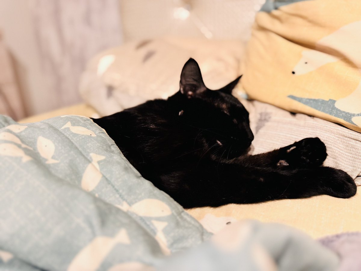 天氣冷到連貓咪都在賴床🥶