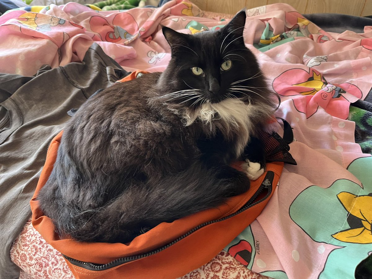 George P. tweet media