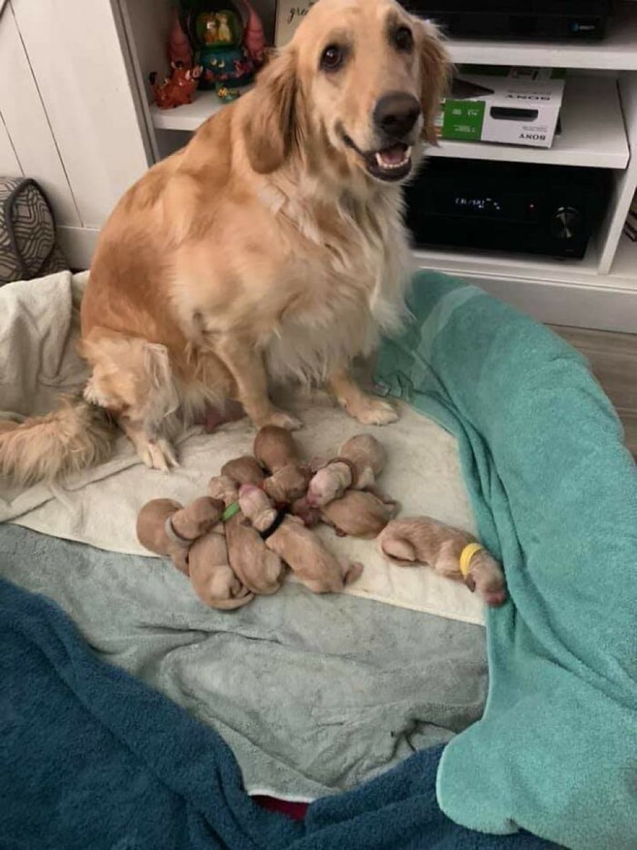 Puppieslover's tweet image. Hey human, look what I made