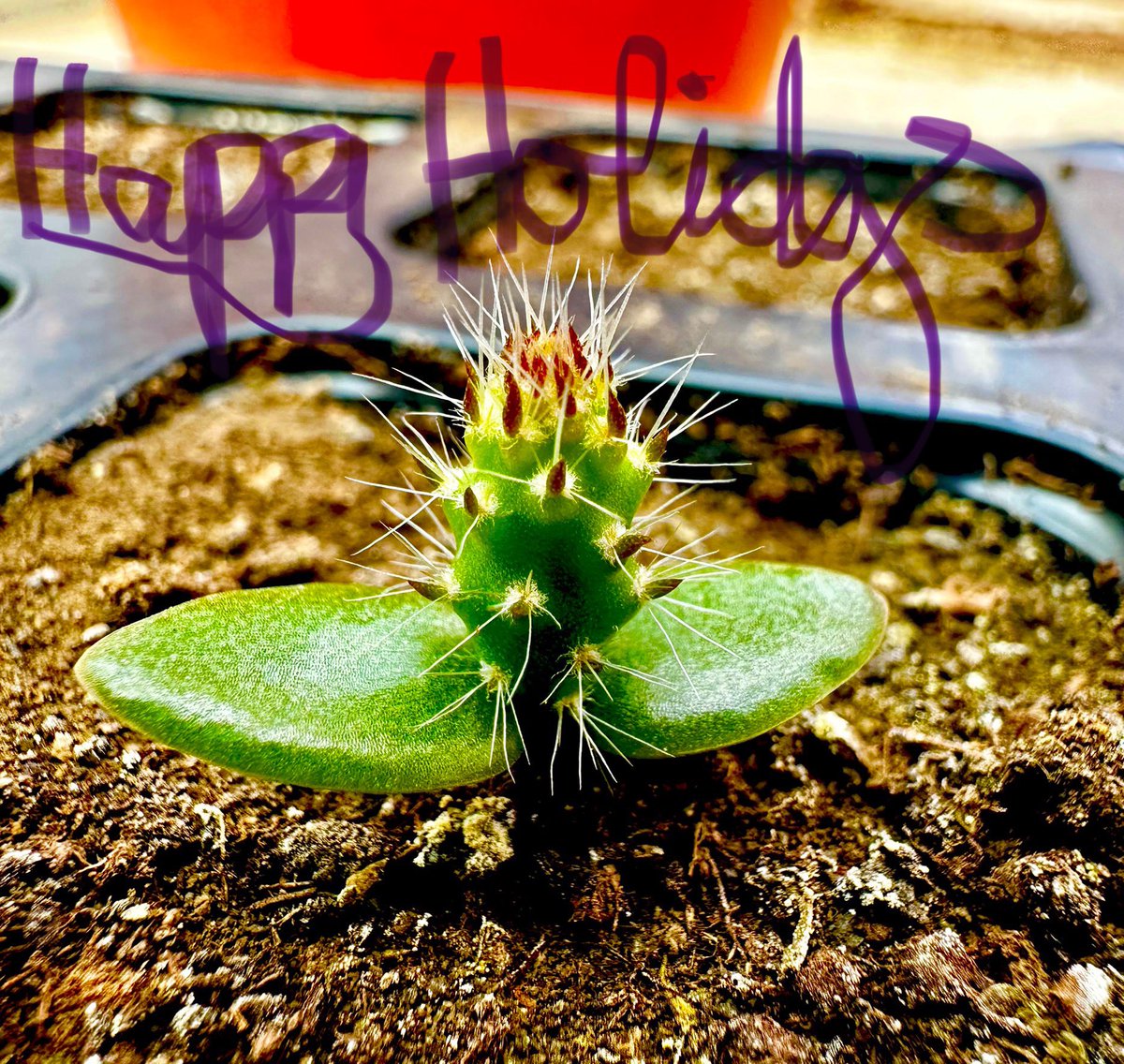Happy holidays from this wanna-be Christmas cotyledon 🤩🌵