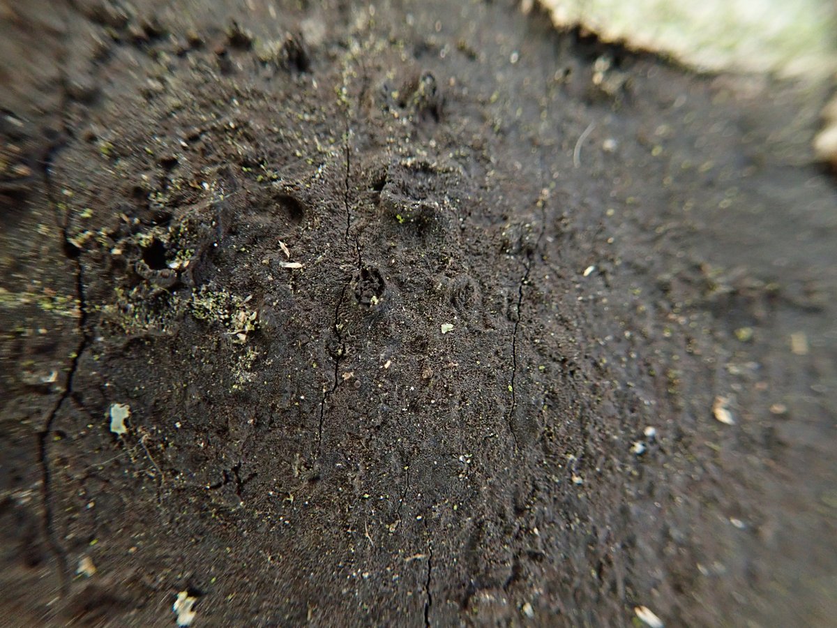 Pavel Šinkyřík tweet media