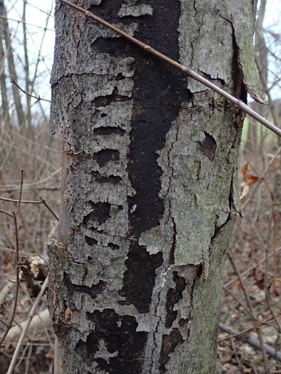Pavel Šinkyřík tweet media