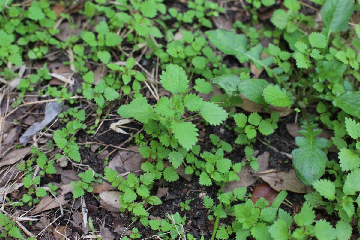 heirloomroots's tweet photo. As the cooler months arrive, nettles thrive in my garden! 🍃 Known for their rich nutrients and countless uses, these greens are a must-have for herbal teas, soups, and more. 
#Nettle #EdiblePlants #GardeningTips #Houston #gardenersworld #GardeningX https://t.co/AjysySB4uO