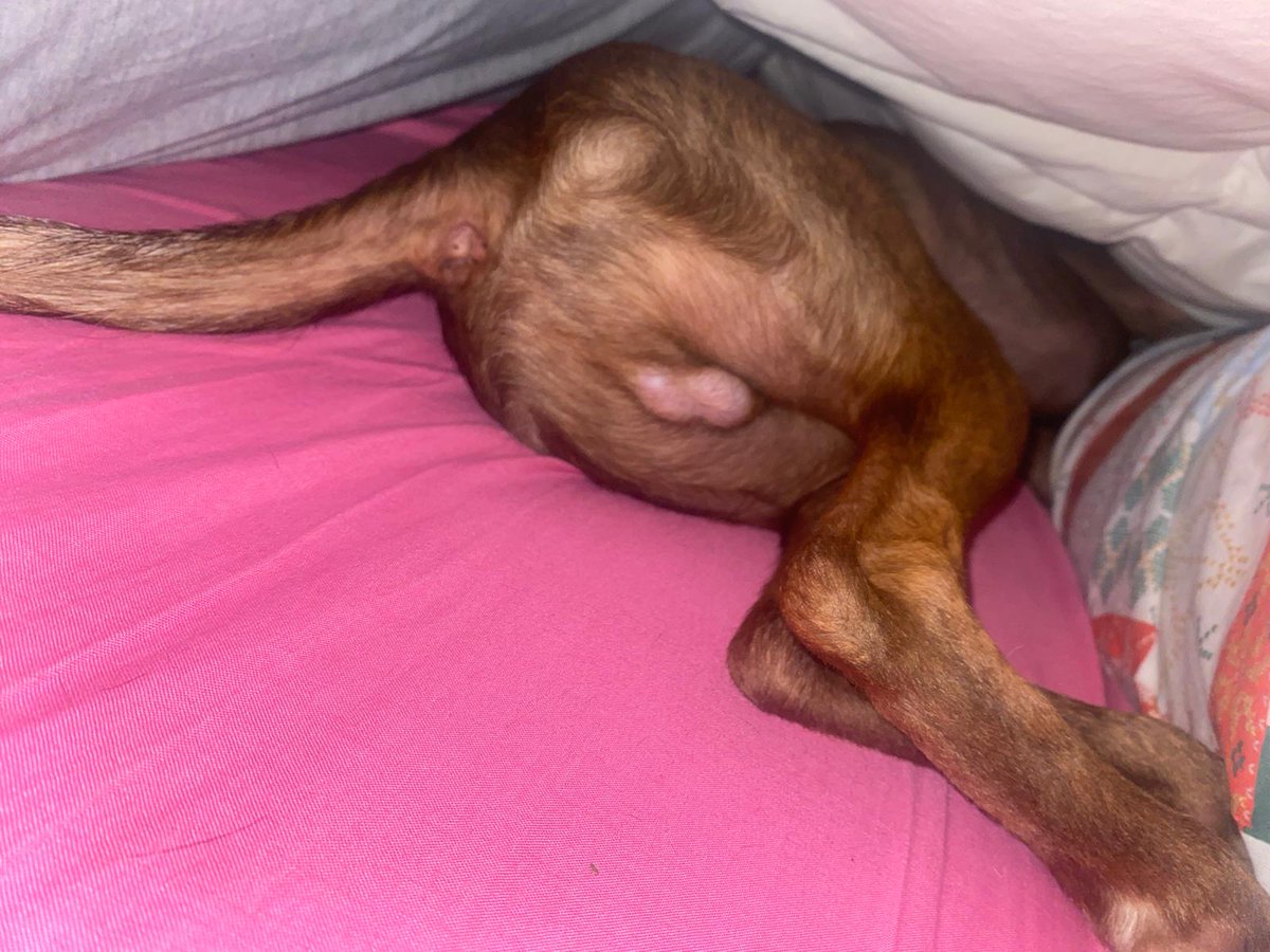 🍋 La Limón 🍋 tweet media