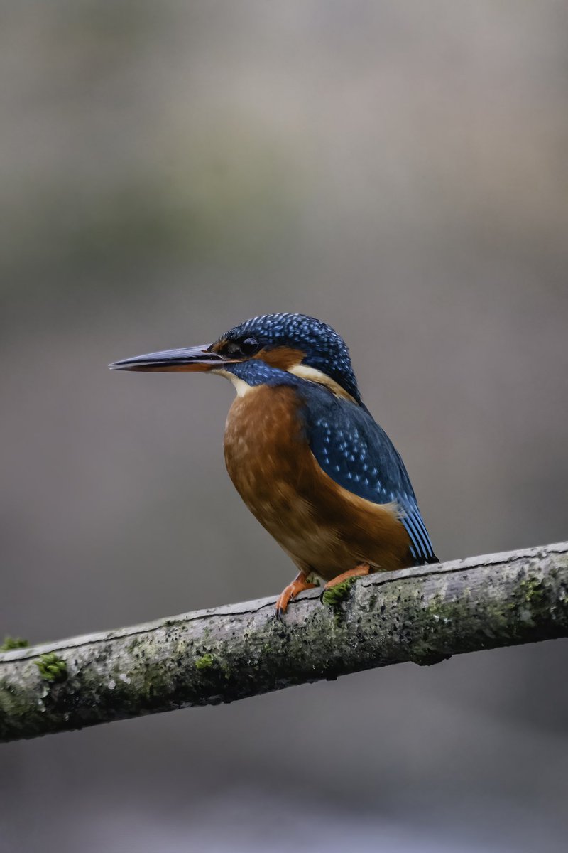 itsthebirdnerd's tweet photo. Forever my favourite bird I’ve ever photographed ✨ https://t.co/dxQ6TCSMS5