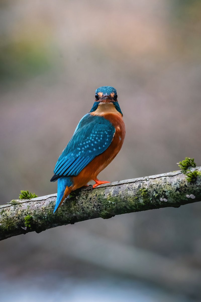 itsthebirdnerd's tweet photo. Forever my favourite bird I’ve ever photographed ✨ https://t.co/dxQ6TCSMS5