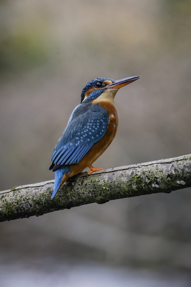 itsthebirdnerd's tweet photo. Forever my favourite bird I’ve ever photographed ✨ https://t.co/dxQ6TCSMS5