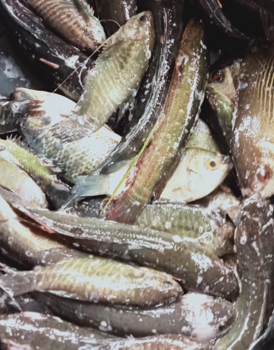 Hafisal81's tweet photo. Giat tanggal 30/10/2024, Hafisal, S. Pi kunjungan dan monitoring hasil tangkapan ikan KUB Berkah Nelayan. Hasil tangkapan ikan rata-rata 8-10 kg/hari dengan harga jual Rp. 12.000/kg
#GiatLuhkanSatminkalBRPPUPP
#LuhanKabupatenMuaraEnim
#Luhlapor https://t.co/44wJocP5Fy