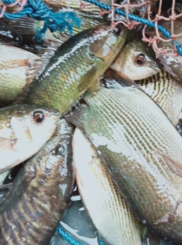 Hafisal81's tweet photo. Giat tanggal 30/10/2024, Hafisal, S. Pi kunjungan dan monitoring hasil tangkapan ikan KUB Berkah Nelayan. Hasil tangkapan ikan rata-rata 8-10 kg/hari dengan harga jual Rp. 12.000/kg
#GiatLuhkanSatminkalBRPPUPP
#LuhanKabupatenMuaraEnim
#Luhlapor https://t.co/44wJocP5Fy