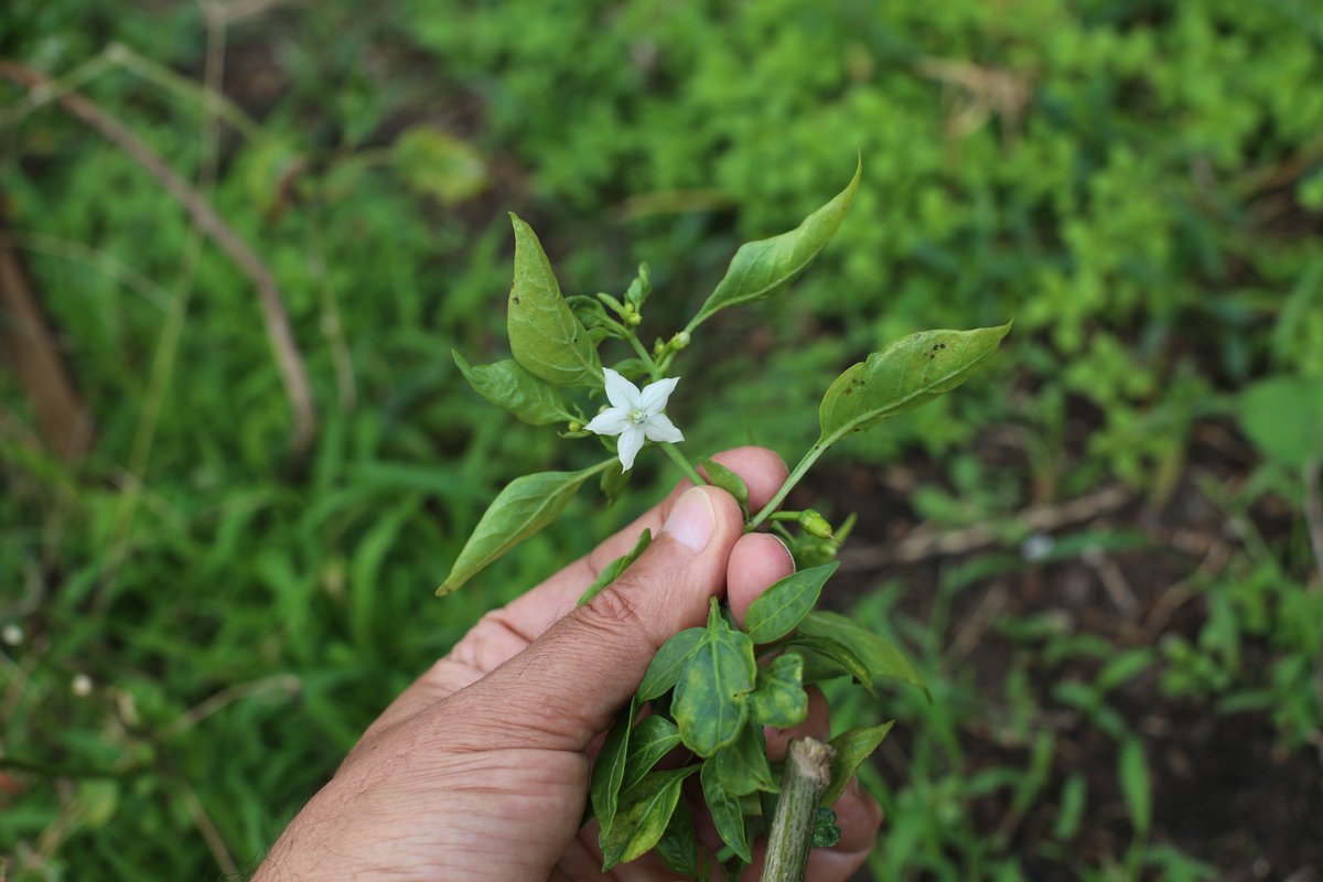 heirloomroots's tweet photo. This pepper is still trying to blossom and give fruits like it’s got all the time in the world! 🌶️Sorry buddy, it's too late for this year. See you in spring! 
#GardeningLife #WinterBloom #GardenBeauty #GardeningTips #Houston #gardenersworld #GardeningX https://t.co/XkcEGA3V2g