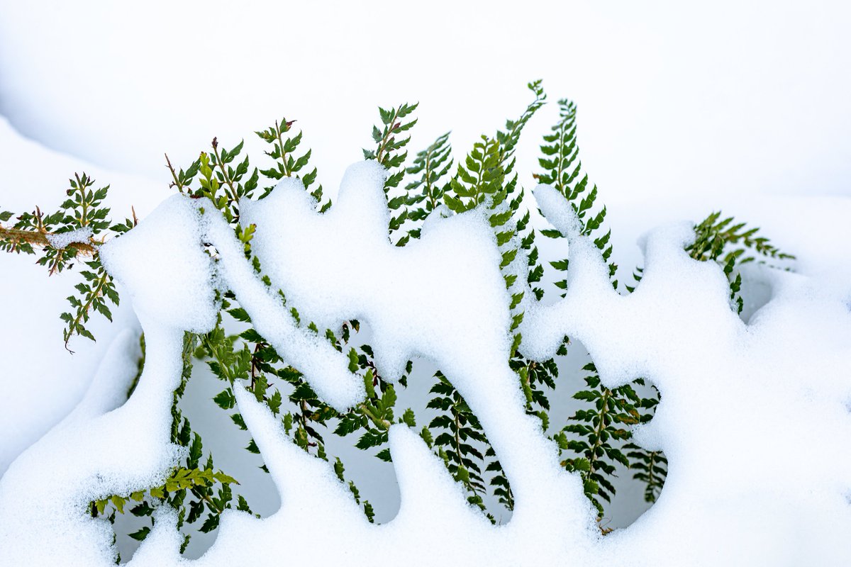 Het lijken wel kerstboompjes in de sneeuw maar het zijn varens. De ene foto heeft alles keurig op een rijtje de ander is wat ondergesneeuwd. Grappig effect he? Fijn weekend allemaal! #Foto_Adventskalender #Winterwonderland <a href="/josephiensierag/">J🍋sephien Sierag 🕊📚🌸🍣📷</a>  #Wit
<a href="/ChrRoland/">🍄Christina Roland 🇺🇦</a>