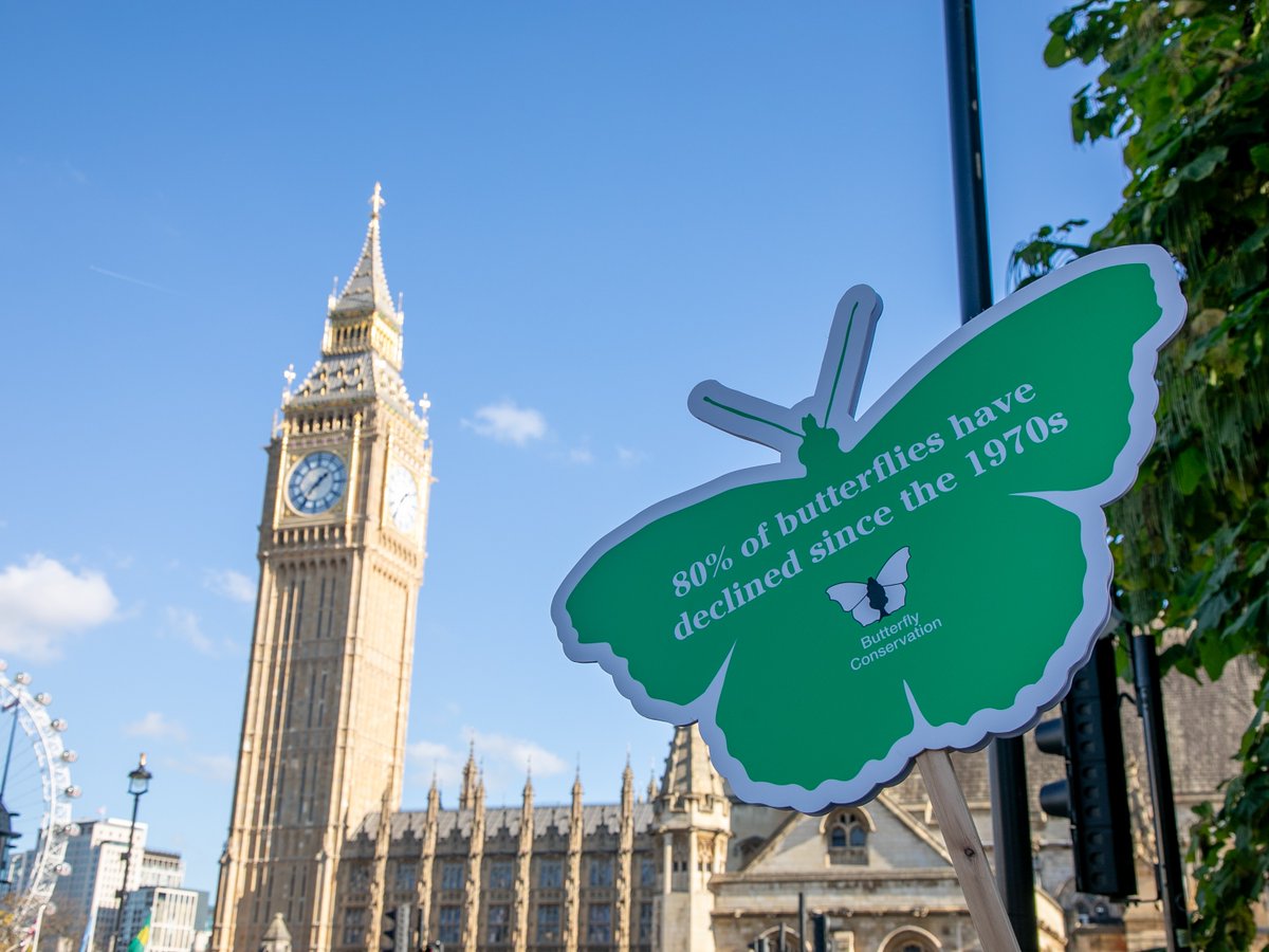 We welcome the government’s announcement today to legislate on permanently banning toxic neonicotinoid pesticides, but the work is not yet done.

Read more 👉 butterfly-conservation.org/news-and-blog/…

#ButterflyEmergency