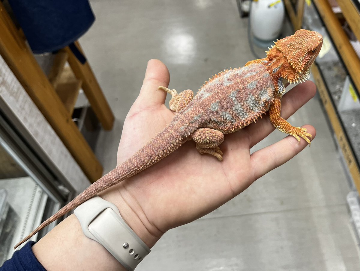 本日もご来店ありがとうございました！ ハム便の残りの新着をご紹介