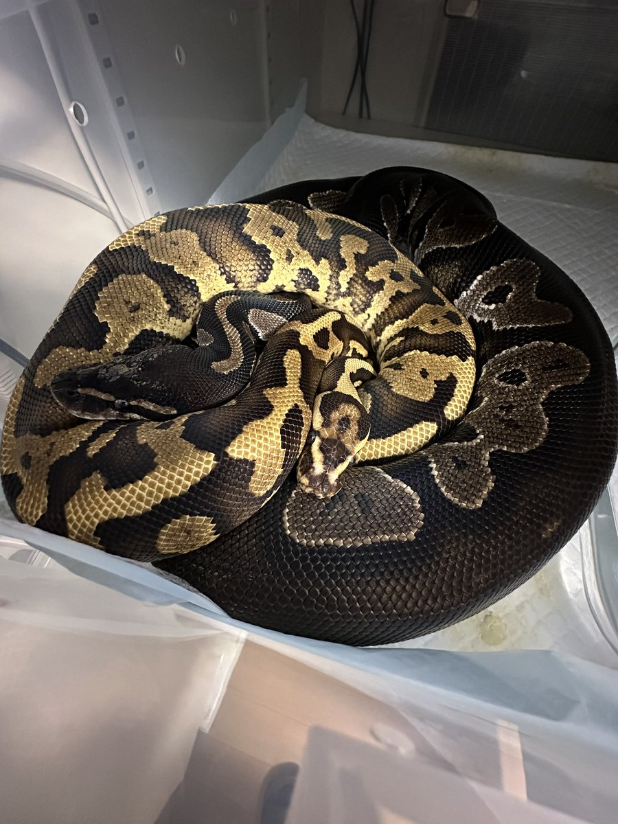 kumaryu_1225's tweet image. ブラックヘッド♀
　　　✖️
ファイアレオコンフュージョンYB♂

指切り確認できてませんが仲良し😚😚

#ボールパイソン
#BallPython 
#PythonRegius