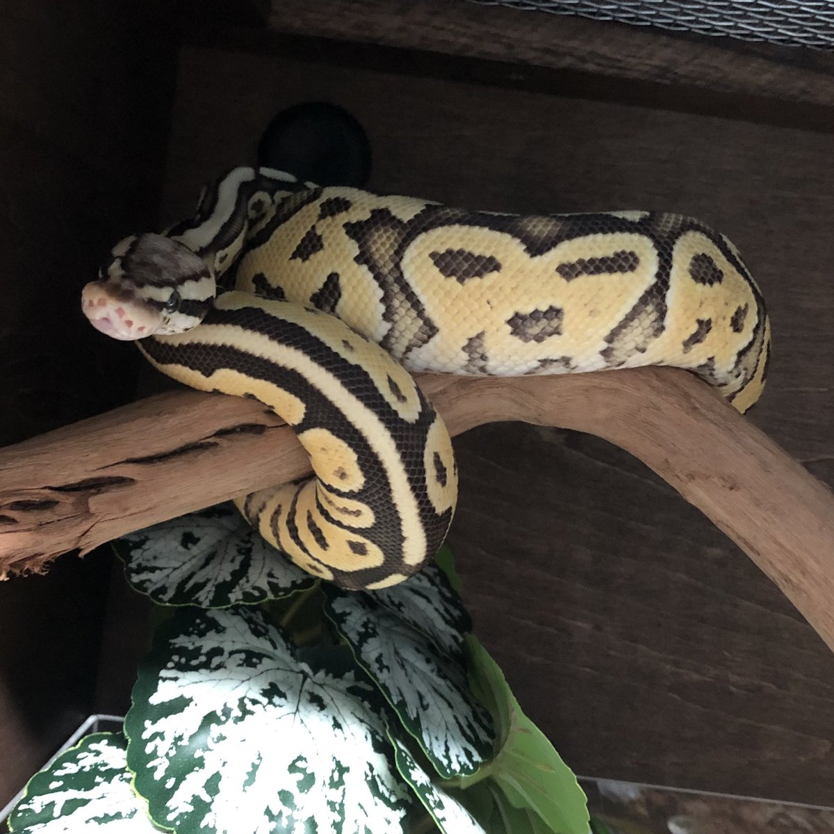 Biting04's tweet image. 最初にお迎えした子がデカくなって広めのケージにお引越しをしたので🐢は渋かわチビちゃんの所にいます