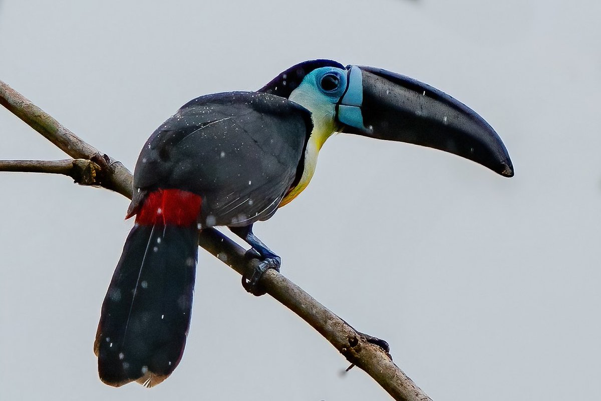 mitoGFP's tweet photo. Channel-billed toucan #BirdsSeenIn2024 #birding #BirdTwitter #birdsoftrinidad #BirdsOfTwitter #birdphotography #TrinidadandTobago #Trinidad #visitrinidad #toucan https://t.co/zL7Udi4eyt