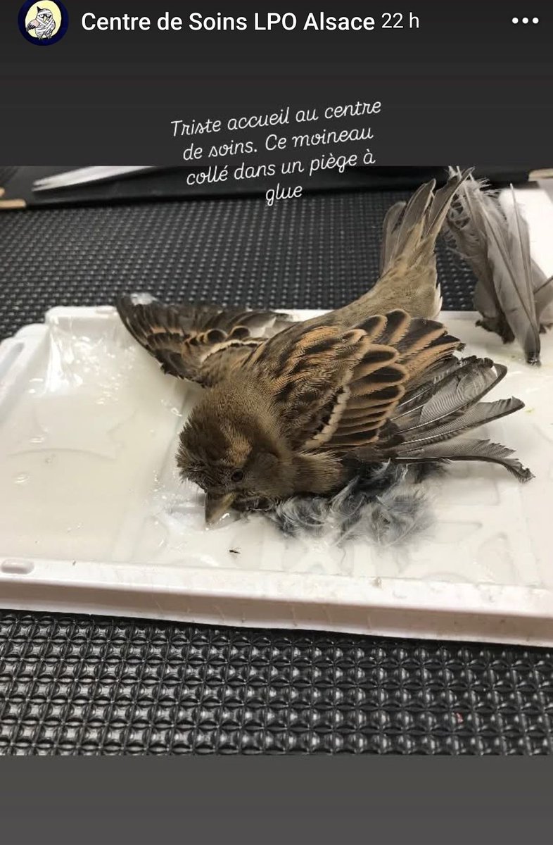 ChasseAbolition's tweet photo. Responsable UNE FOIS DE PLUS les escrologistes aussi appelés #chasseurs !

Ce ramassis d'attardés aiment torturer, assassiner la #biodiversité !
ces cancres se pensent intouchables ... ouais ils se pensent intouchables ... https://t.co/0qomJAw7vJ
