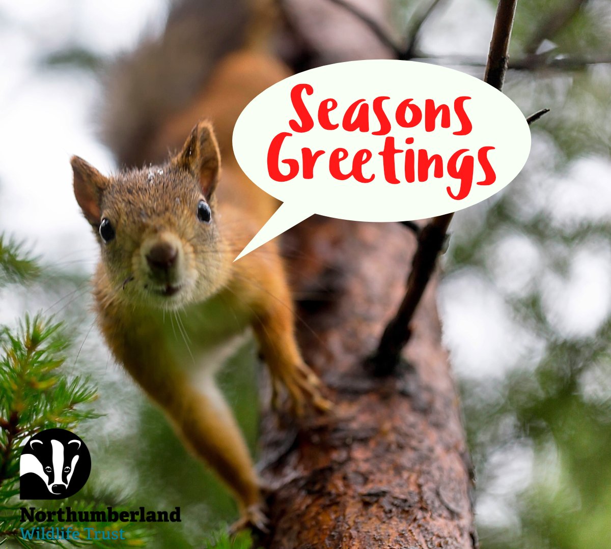 NorthWildlife's tweet photo. 🌟🐿️ A festive thank you on behalf of red squirrels! 🐿️🌟
Your kindness, donations, and dedication make a real difference in preserving these precious creatures and their habitats.
Report any seasonal sightings here:- https://t.co/S0Re6DxjQS
#RedSquirrelRecoveryNetwork https://t.co/Me5ul3MhzH