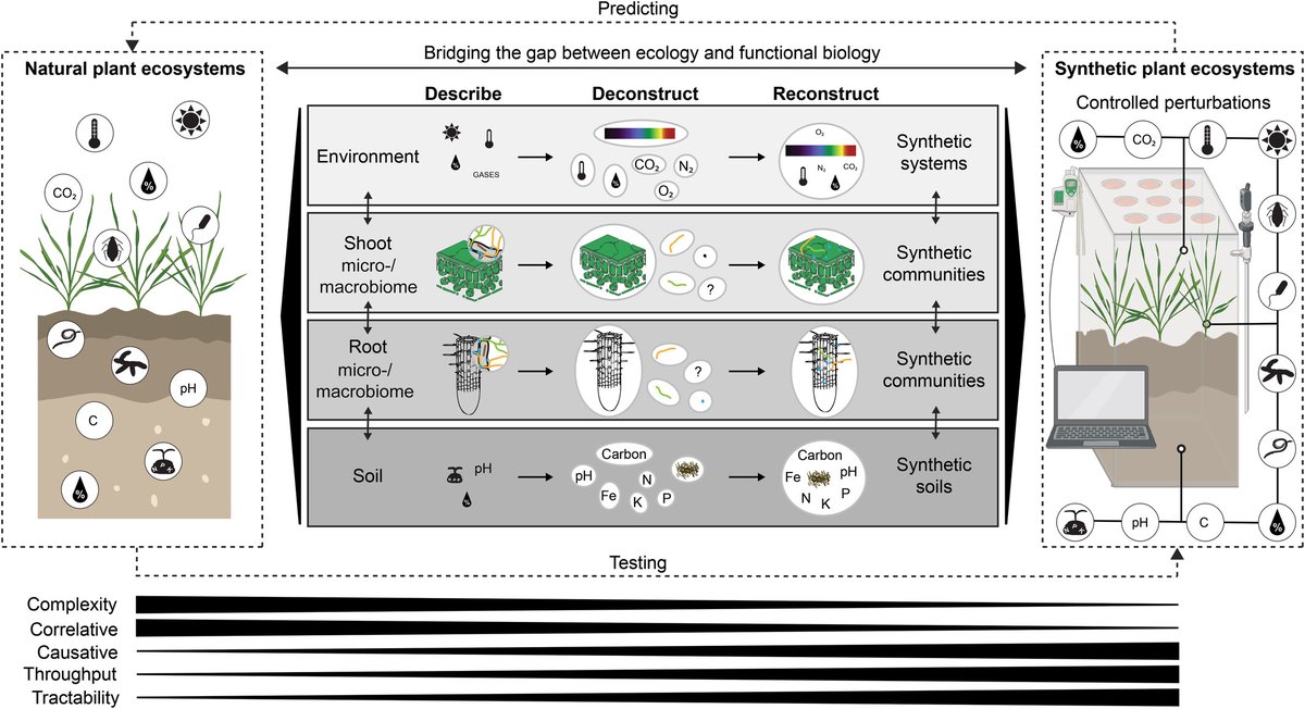 NewPhyt's tweet photo. #TansleyInsight: From #synthetic communities to synthetic #ecosystems: exploring causalities in plant–microbe–environment #interactions

Guillaume Chesneau, Johannes Herpell, Rubén Garrido-Oter and Stéphane Hacquard
👇

📖 https://t.co/t2JPKBbGyr

#LatestIssue @wileyplantsci https://t.co/hUvQ7wh7Q3