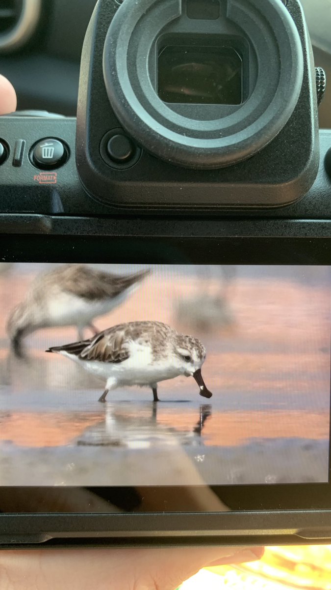 Returning to just share that I saw one of the most AMAZING birds on the planet today and as a bonus, it was close!!! Holy Spoon-billed Sandpiper!!!!!!!