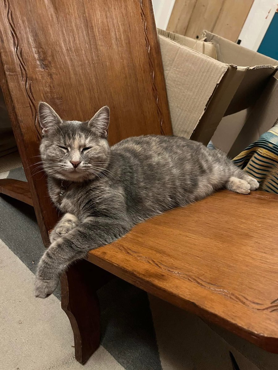 SIX WEEKS MISSING : 1 yr old grey tabby cat Una has still not returned home. She was lost from queens lane, Eynsham around fireworks night. Her family believe that Santa will bring her home 😟 if we could find her before Christmas it would bring them so much joy #Caturday