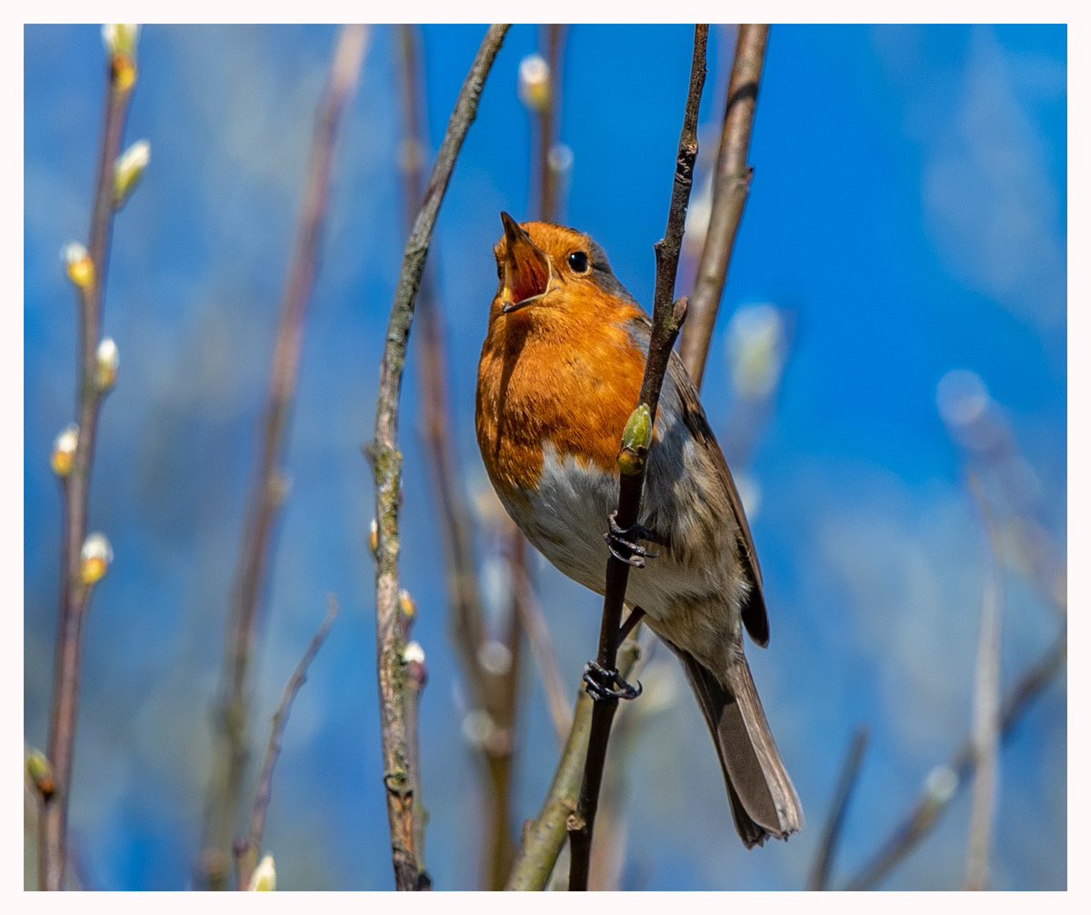 peter baird tweet media