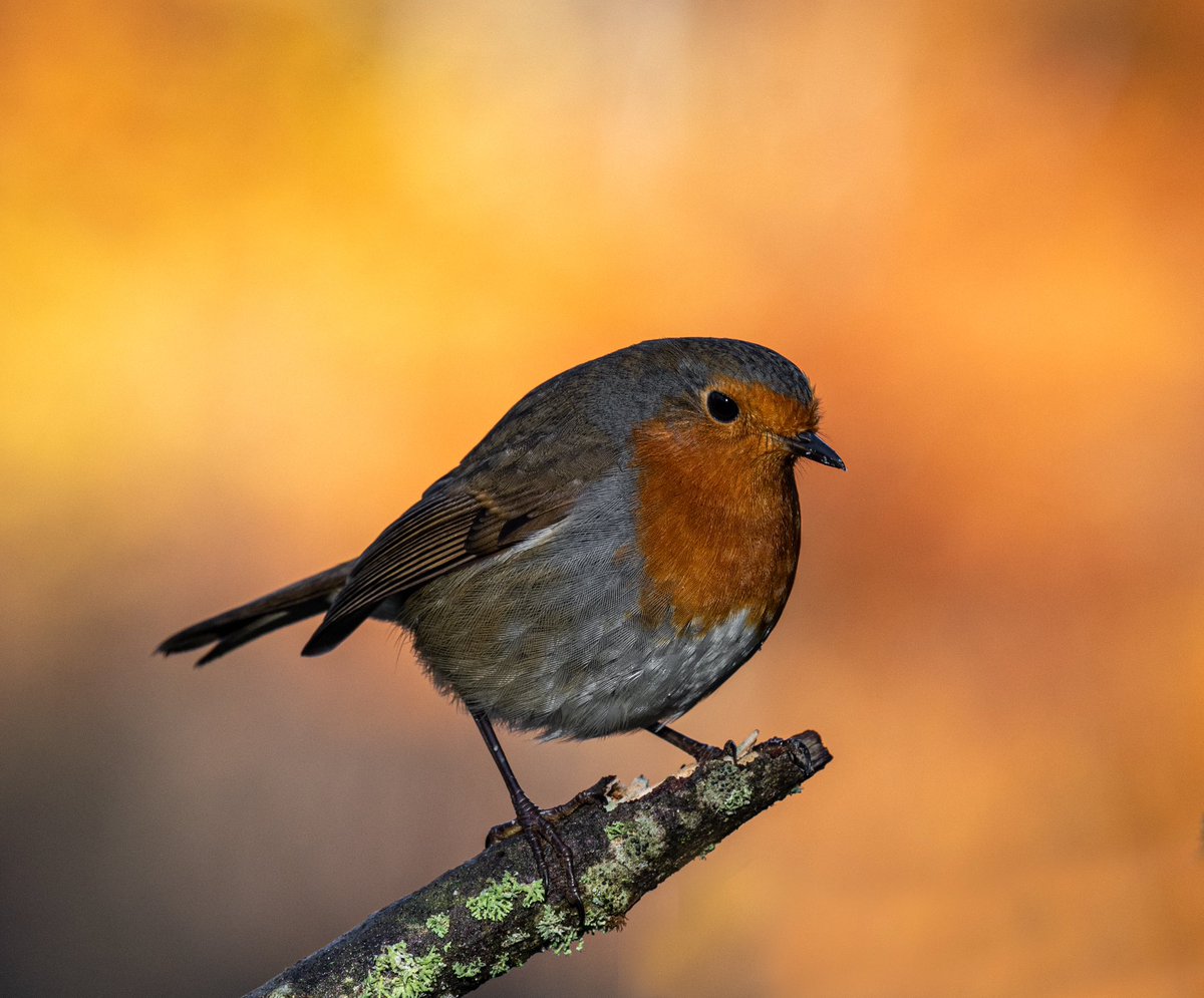 peter baird tweet media