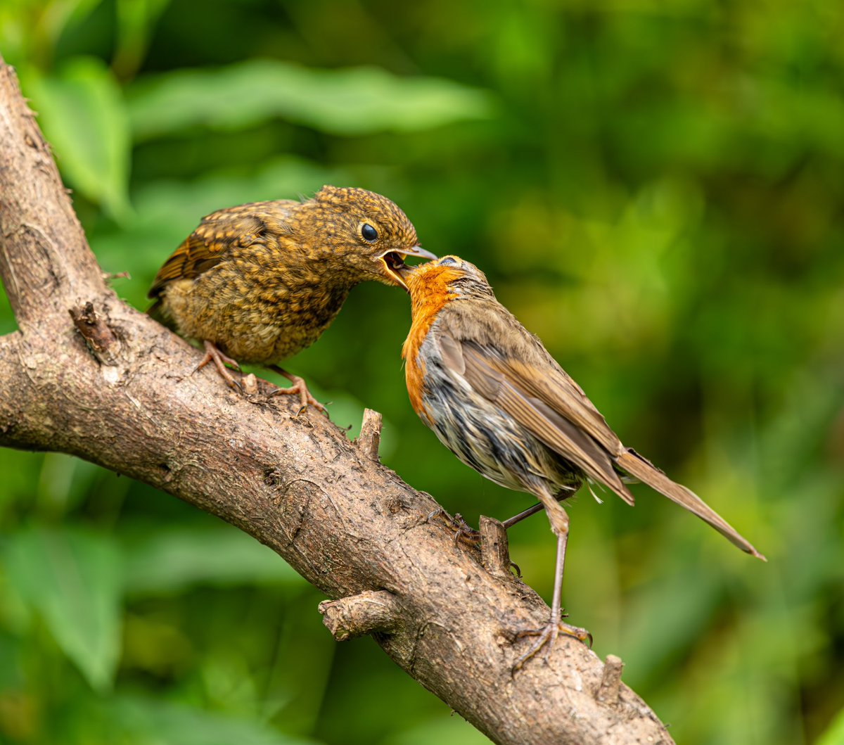 peter baird tweet media