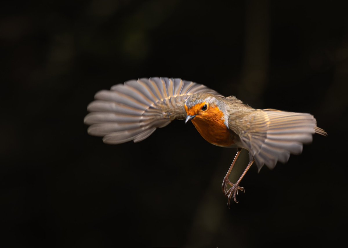 peter baird tweet media