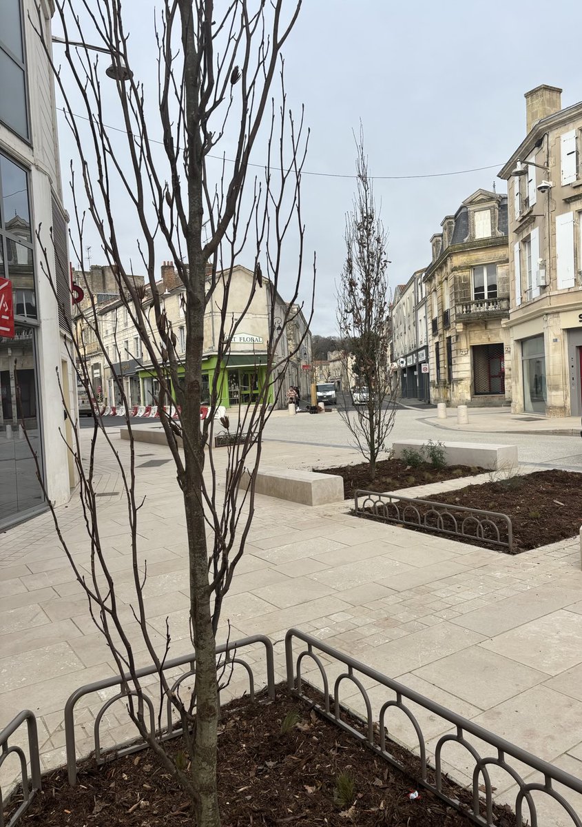 [Info chantier] Après la réalisation du croisement Blossac/ République avec la plantation de chênes et Liriodendrons fastigiés, les travaux de l’artère emblématique de Fontenay commencent. #Colas #Cajev #Saet #FontenayLeComte