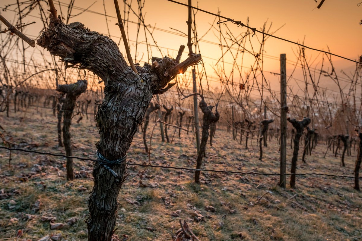 🌞🍷 El solsticio y el vino están más conectados de lo que imaginas. 🌿 Descubre en nuestro nuevo artículo cómo los ciclos de la naturaleza influyen en los sabores de nuestros vinos. 👇 buff.ly/3ZVz4Xq 

#SolsticioYVino #VinícolaDeCastilla #VinoSostenible