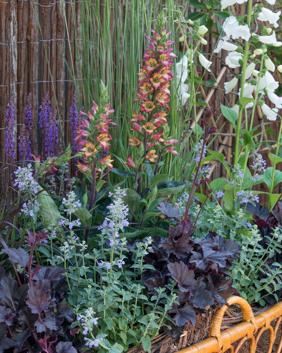 🍂 Heuchera brengt kleur met zijn opvallende blad! Perfect voor randen en schaduwplekken. Deze vaste plant is veelzijdig én prachtig. im.nu/38AfS7 #HeucheraMagie #BladPracht #Heuchera #VastePlanten #PerennialPower
