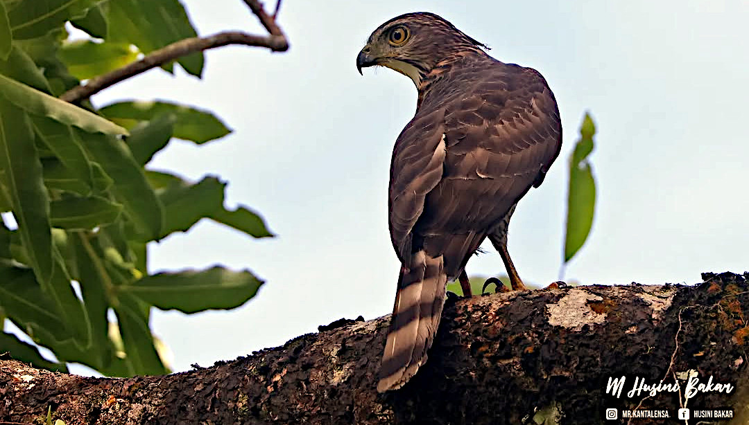 TheBatBotLab's tweet photo. Hawkeye activated 🦅👀✨: Crested goshawk (Accipiter trivirgatus) scanning Kuching’s landscape with raptor precision. Photo: Husini Bakar. #Biodiversity #Wildlife #BirdsOfBorneo #Birding #WildlifePhotography #NaturePhotography https://t.co/q0fnYKTE7i