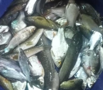 Hafisal81's tweet photo. Giat tanggal 05/11/2024, Hafisal, S. Pi kunjungan dan monitoring hasil tangkapan ikan KUB Nur Cahaya. Rata-rata hasil tangkapan ikan 8-12 kg/hari dengan harga jual Rp. 8.000/kg
#GiatLuhkanSatminkalBRPPUPP
#LuhkanKabupatenMuaraEnim
#Luhlapor https://t.co/hneMR87uOT