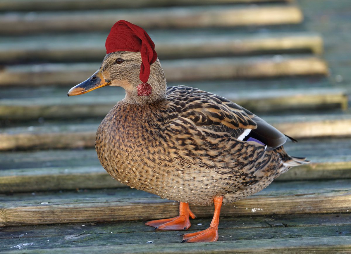 DorteHedengran's tweet photo. I had completely forgotten all about my annual tradition of posting a photo of my little christmas duck from the harbour 🦆
#Denmark #SonyAlpha #NaturePhotography #December21th #SaturdayVibes #SaturdayMood #Saturday #animals #bird #christmas
📸Dorte Hedengran https://t.co/PPvSyzit5G