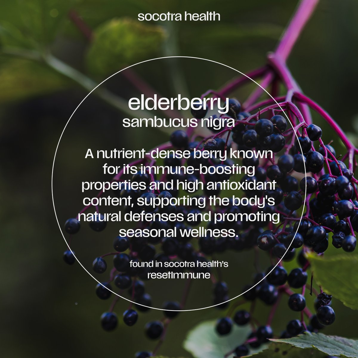 SocotraHealth's tweet photo. Elderberry—a time-tested botanical renowned for its immune-supporting power. Packed with potent antioxidants and natural compounds like anthocyanins, elderberry has been a staple in traditional wellness practices for generations. 

#wellness #immunesystem #health https://t.co/f871Wvcmc5