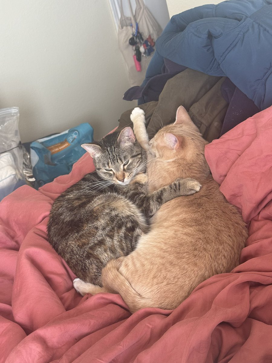 oniontoast's tweet photo. In the phase of cleaning where it has only gotten dirtier https://t.co/QvTG8XcWhm