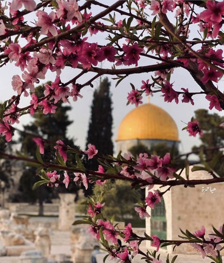 Kudüs'ümüzde yeniden çiçekler açtır Allah'ım.