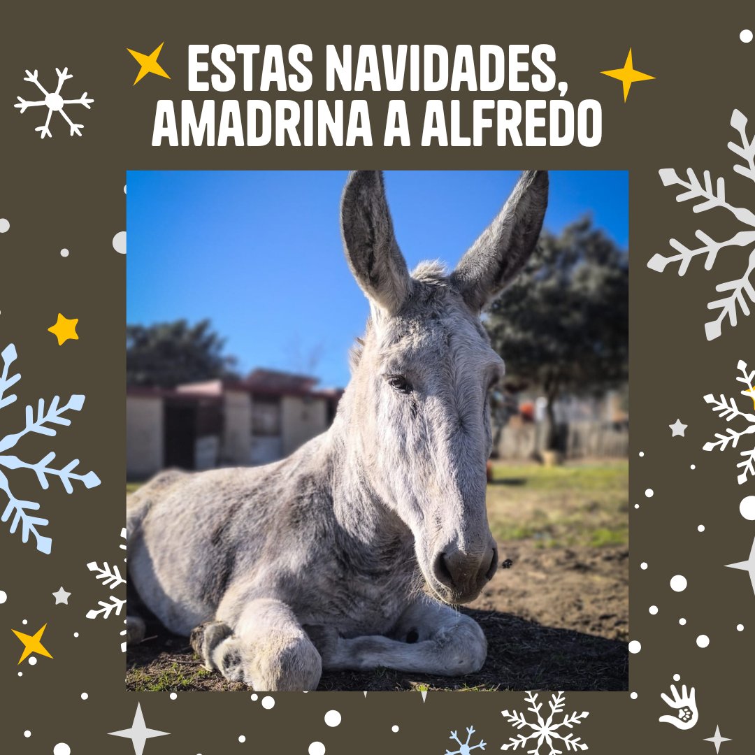 🐴 Alfredo y Patricio buscan madrina o padrino esta Navidad 💙
🌟 Estos dos yayitos necesitan apoyo para seguir adelante. Amadrina desde solo 5€ al mes. Recibirás:
💌 Escríbenos a comunicacion@salvandopeludos.org 🫏
#Amadrina #Burro #SantuarioDeAnimales #SantuarioSalvandoPeludos