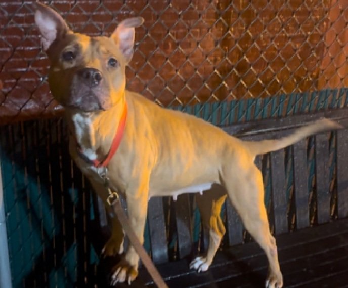 Tapco 216730
Kill Command 
#NYCACC 
Let's get Tapco a #ChristmasMiracle 🎄
She's a cute 4 yr old
Has only been there a few days
Leash biting is her crime
Needs exp all adult home 
Tapco needs a hero now!
#Pledge4Rescue #foster #adopt