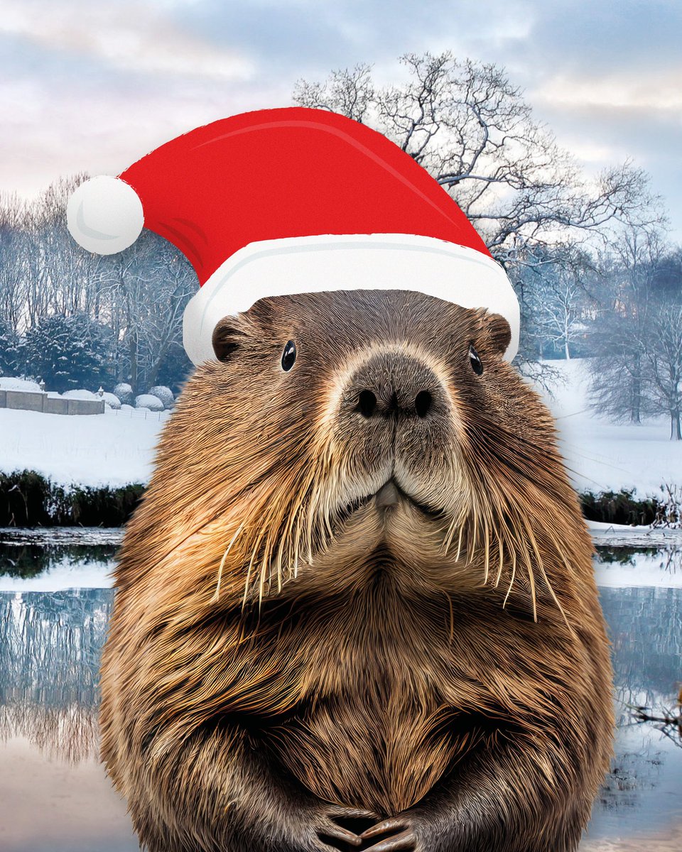 We are so exited to announce that beavers will be @broughtonsanctuary early next year!

Our licence has been approved and we are making preparations for these charismatic and important little creatures. ✨