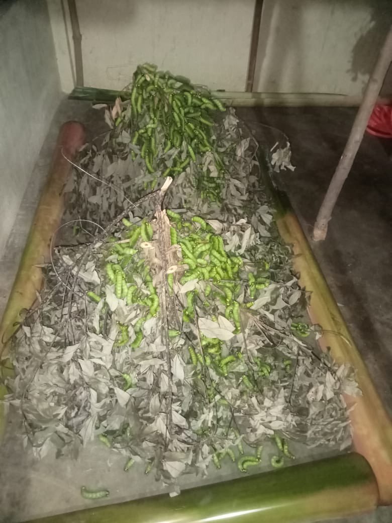 MssoSilk's tweet photo. Golden harvest continue in CSB MESSO P3 Adokgiri, Meghalaya. We are overwhelmed to share the collective team effort which has ensured success; approx. 15,000 muga silkworms spinning golden threads hereby ensuring good quality seed production for Jarua crop. @csbmot @TexMinIndia https://t.co/dXXP2GGDWK
