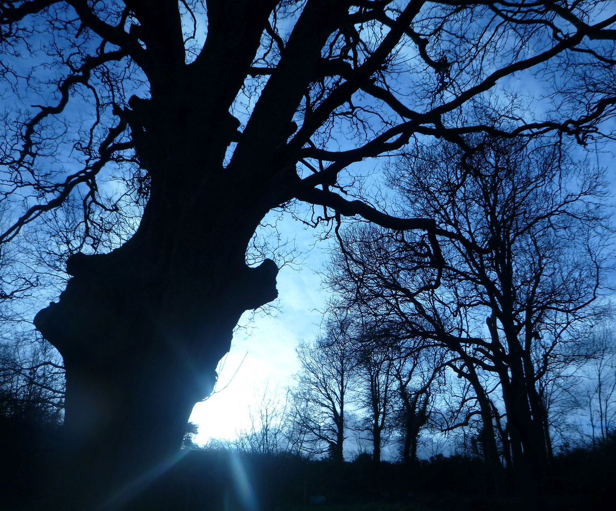 LSterneTrust's tweet photo. The solstice pause . . . and we move slowly into the light. #solstice #winter #ShandyHall #gardens #wintersolstice https://t.co/TwiIHwgr0U