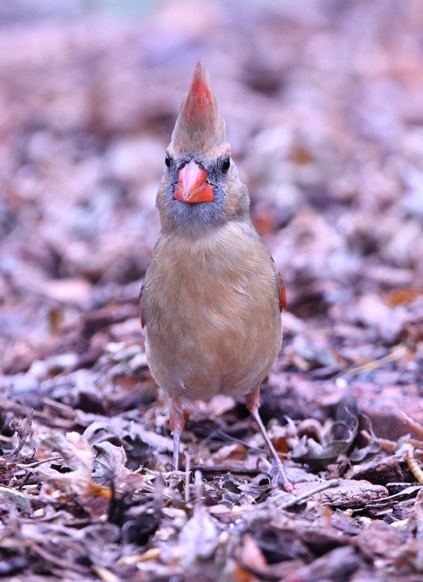 johnhuffst97441's tweet image. #FemaleCardinal