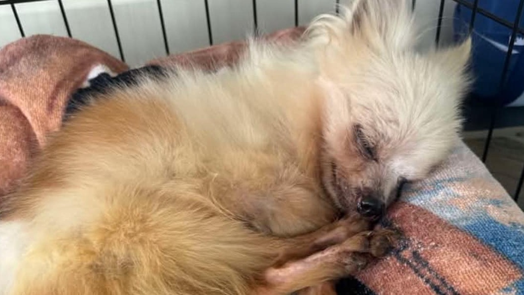 Long Way Home Adoptables tweet media