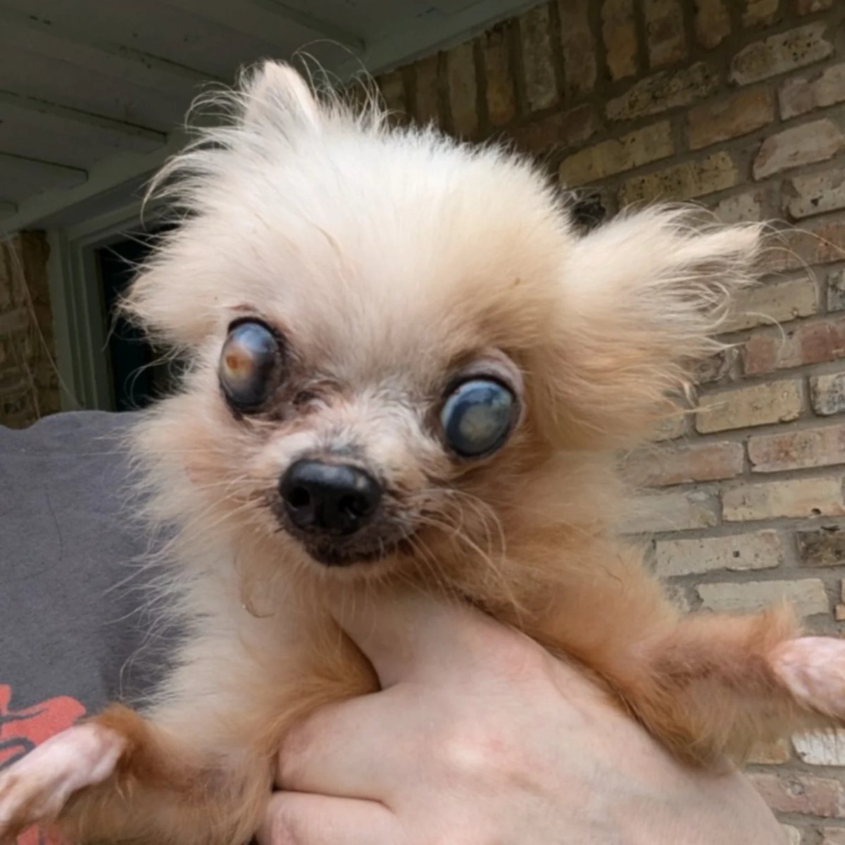 Long Way Home Adoptables tweet media