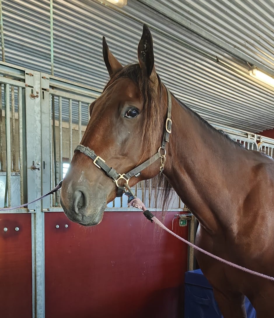 Vaikka kakkonen ei kuulemma ole kaikkien mielestä ykkönen niin ihan riittävä 🐎 näihin sarjoihin!! #sanonkoonvihjenikkkaritmitävaan #ravit #pappappero