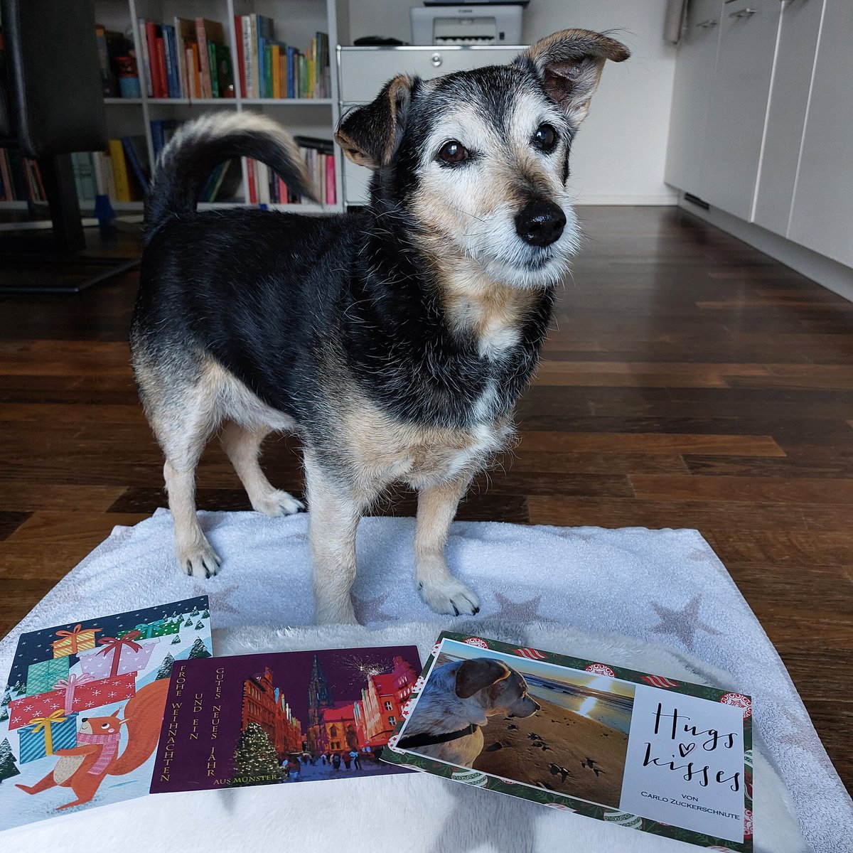 Bezaubernde Karten mit gefühlvollen Worten erreichten uns beide dieses Wochenende. Diese berührten vor allem Joli's Frauchen. ❤️
Ein liebevolles Dankeschön gehen an:
<a href="/Ben_Bombadil/">Ben am ewigen Glitzerwasser 🌈🖤</a>  🫂❤️ ✨️✨️
              Und
<a href="/CarloSchnute/">Carlo Zuckerschnute</a>  🫂❤️✨️✨️