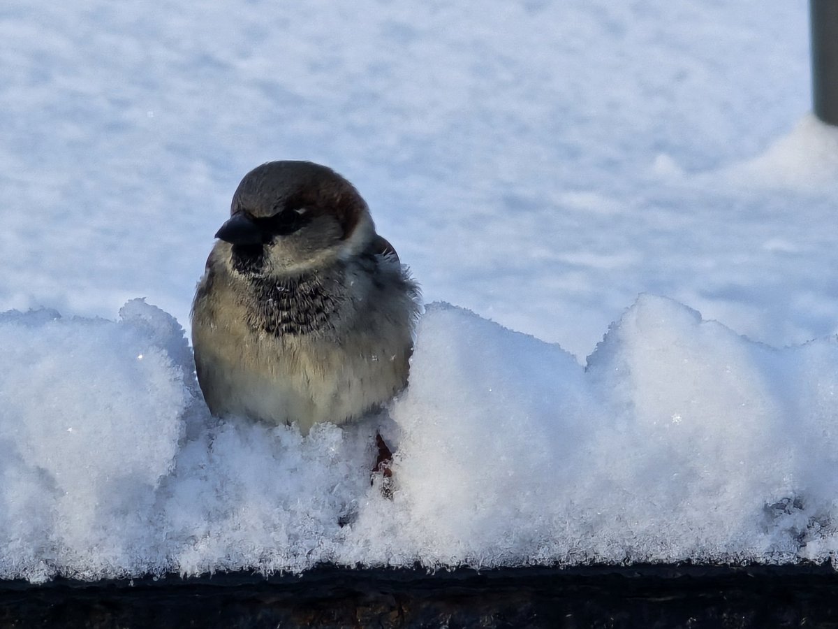 celtus's tweet image. In my happy place, feeding my furry and feathered friends. So excited to have snow. Jet lagged and hiking around the park.  #CentralPark #NewYorkNewYork #NYC #Manhattan #ChristmasInNewYork #NewYorkCity