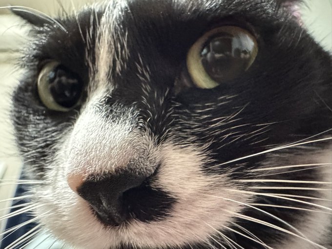 猫が近くて動けない 